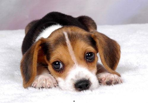 娱乐吃瓜菌小狗视频,娱乐菌带你领略萌宠欢乐时光